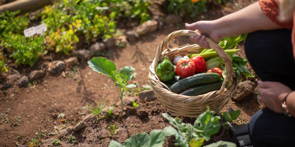 How to Start a Vegetable Garden - Must Buy List